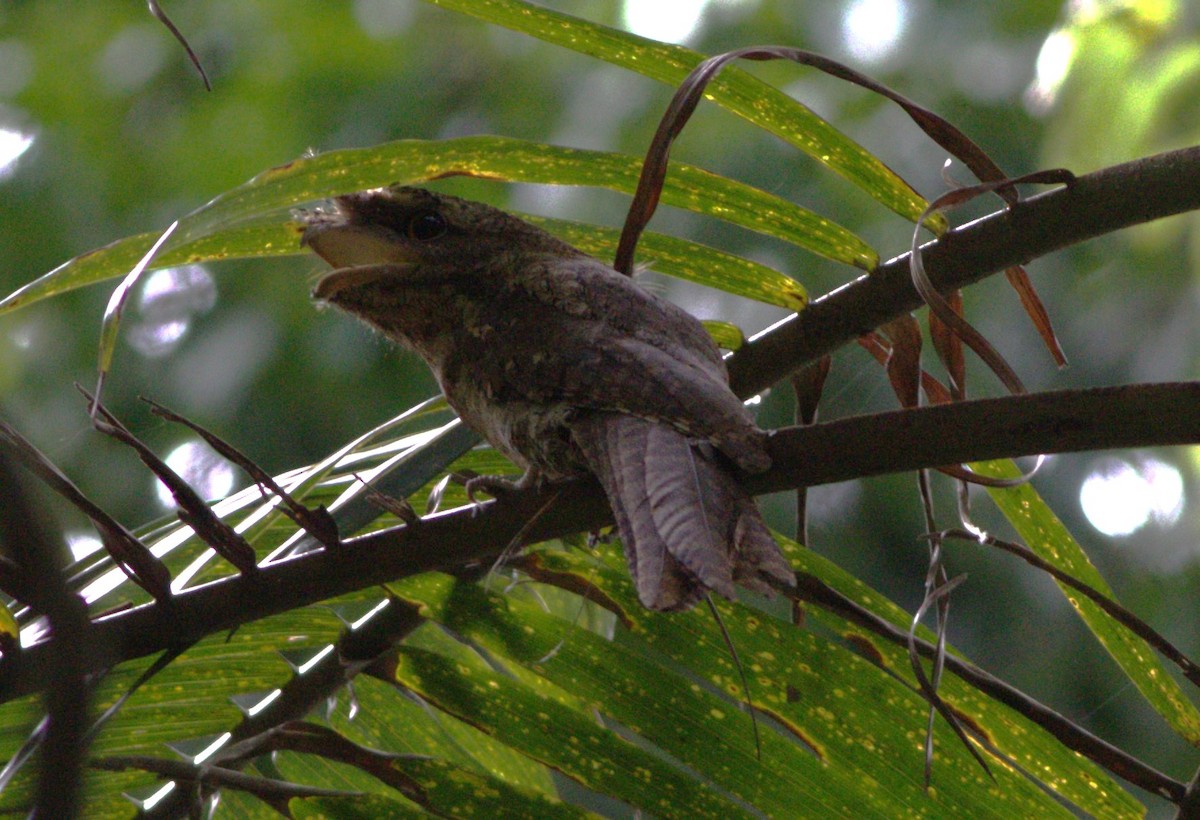 Marbled Frogmouth - ML512264711