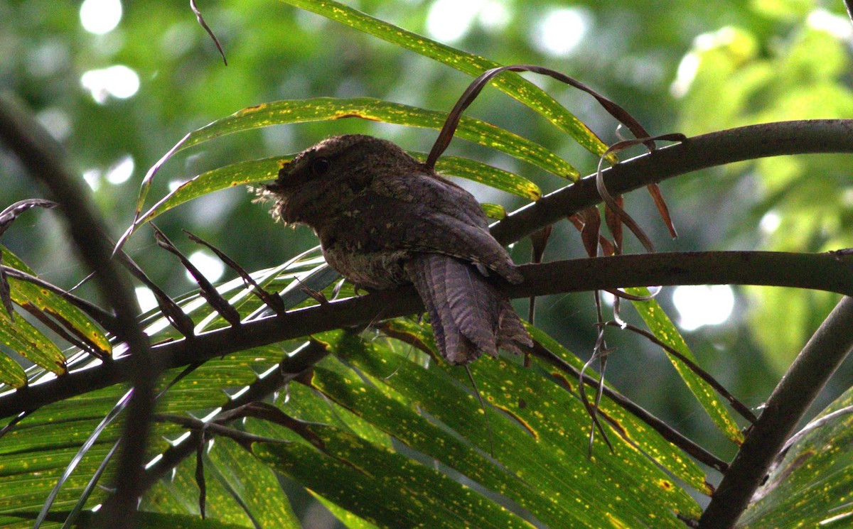 Marbled Frogmouth - ML512264721