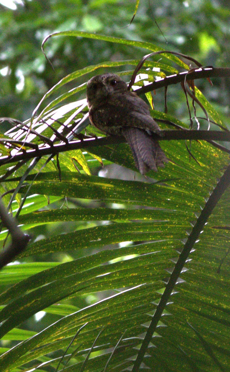 Marbled Frogmouth - ML512264731