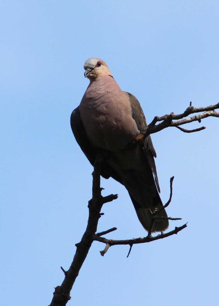 Red-eyed Dove - ML512265571