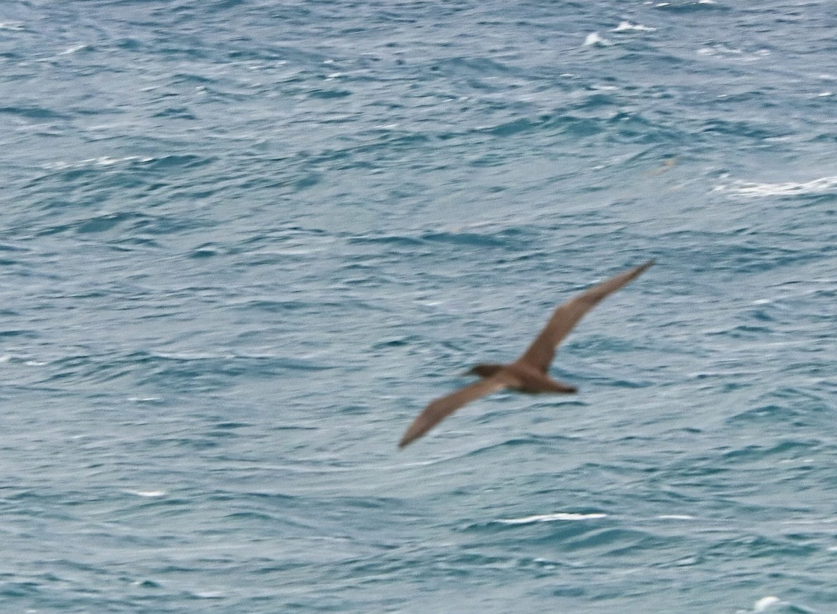 Brown Booby - ML512267781