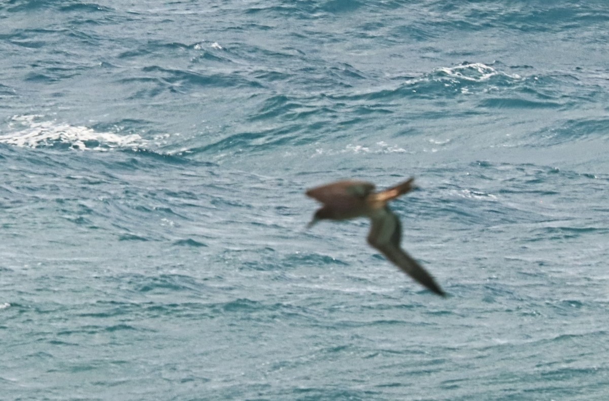Brown Booby - ML512267791