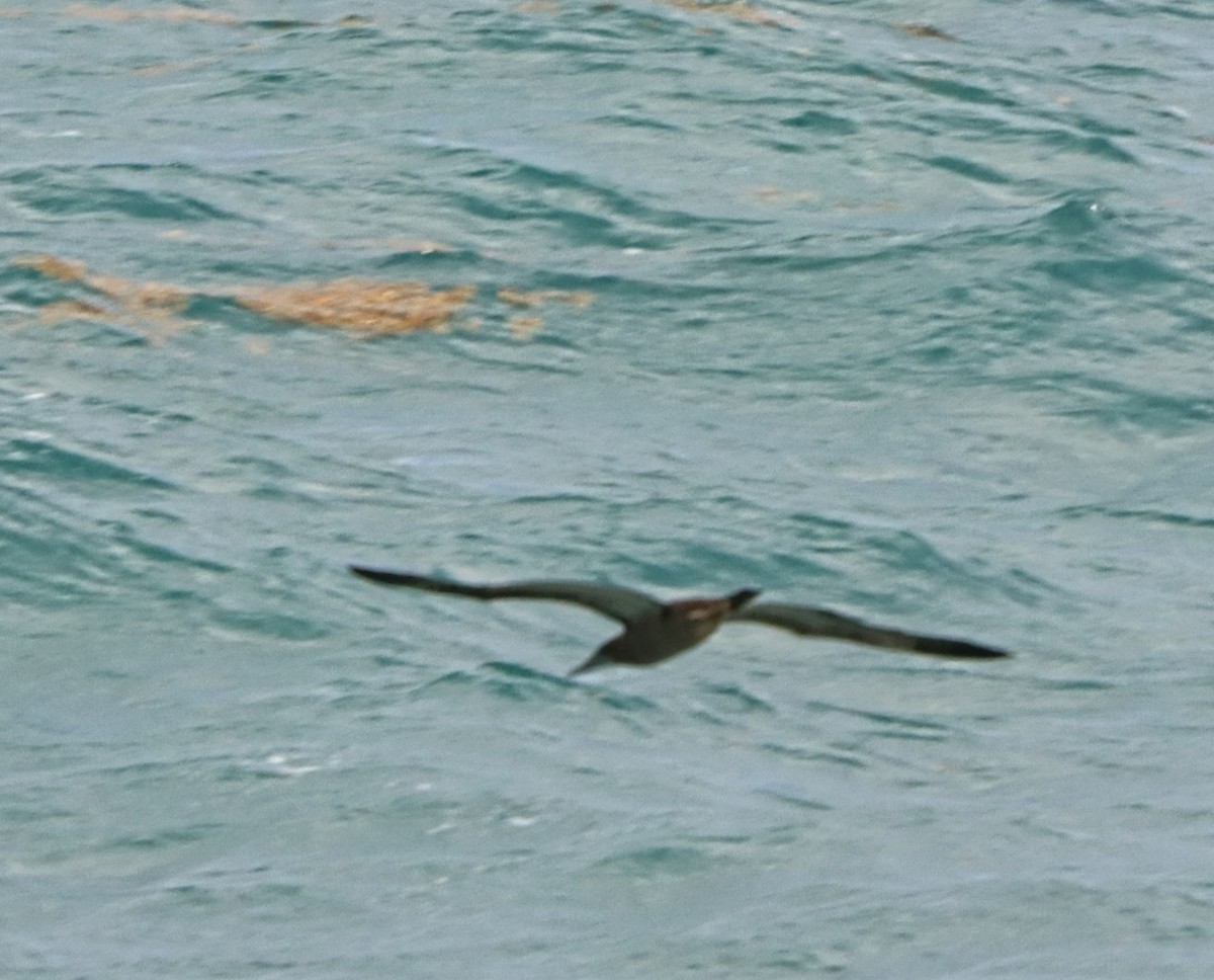 Brown Booby - ML512267811
