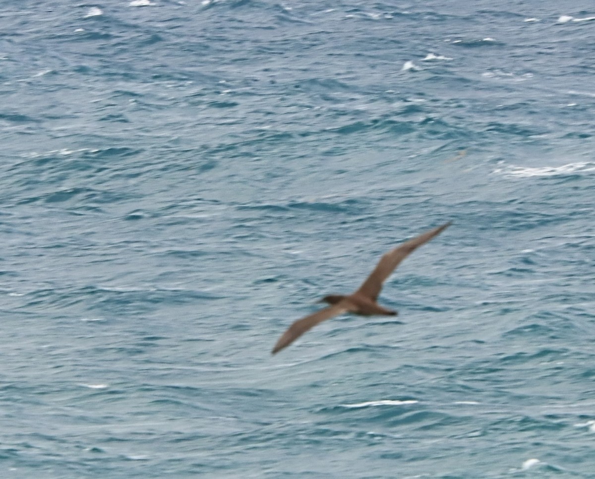 Brown Booby - ML512267821