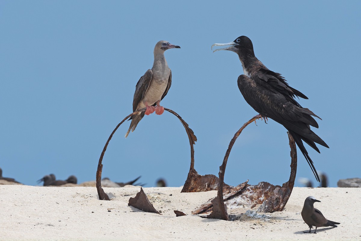 Red-footed Booby - ML512271841