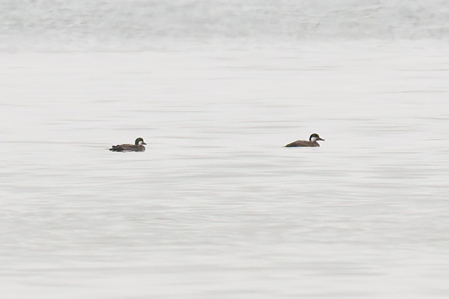 eBird Checklist 11 Dec 2022 Fort De Soto Park 59 species