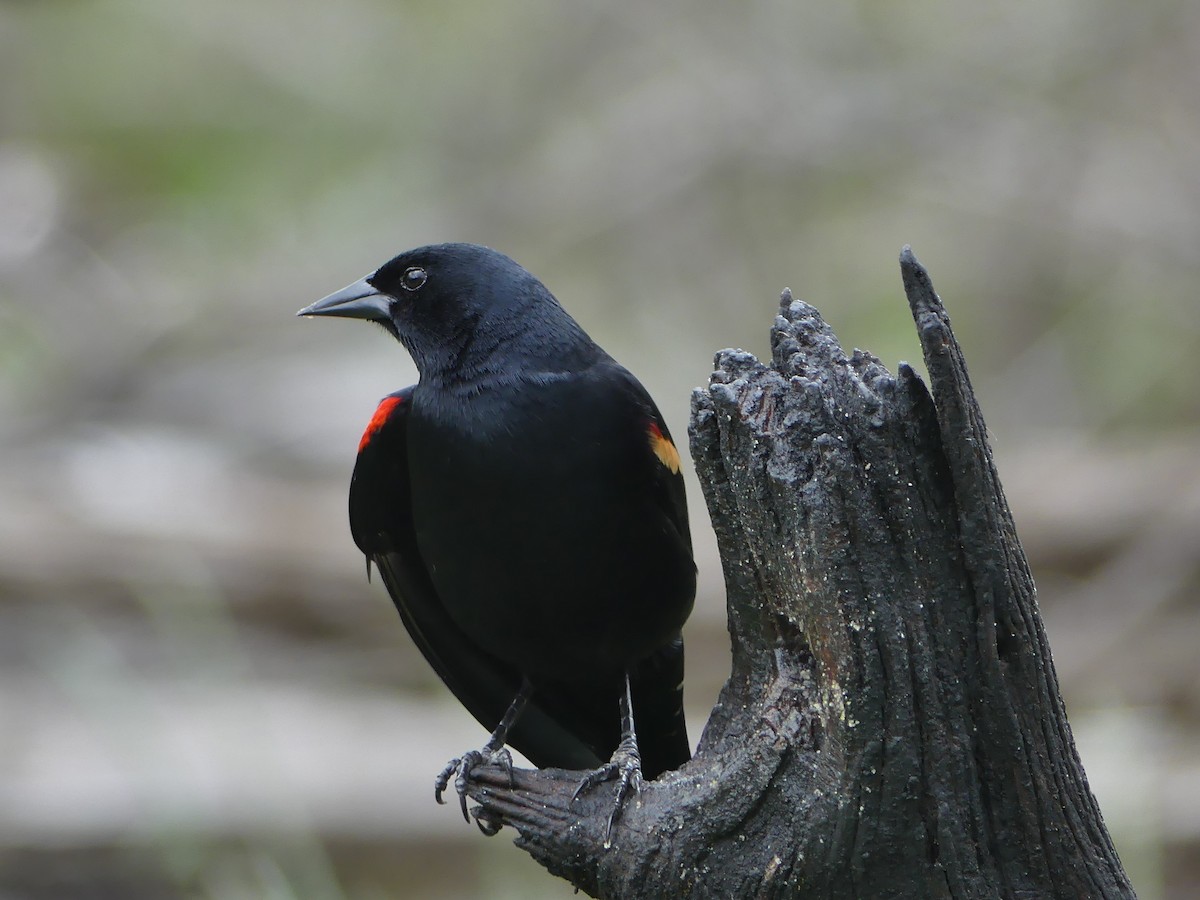 Red-winged Blackbird - Shelley Rutkin
