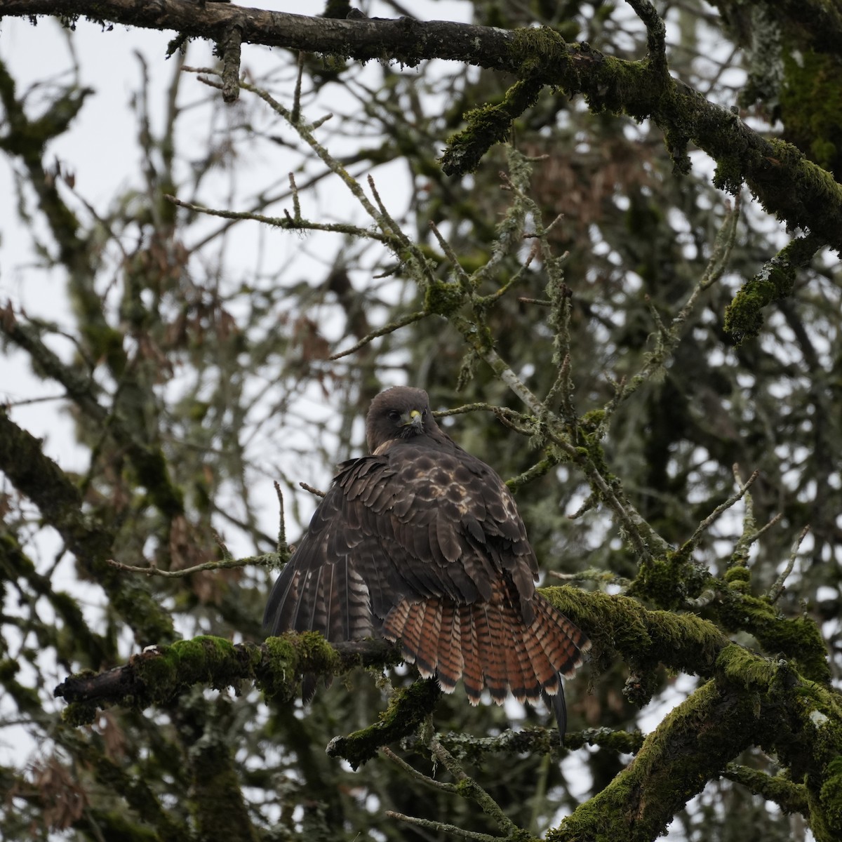 Red-tailed Hawk - ML512277581