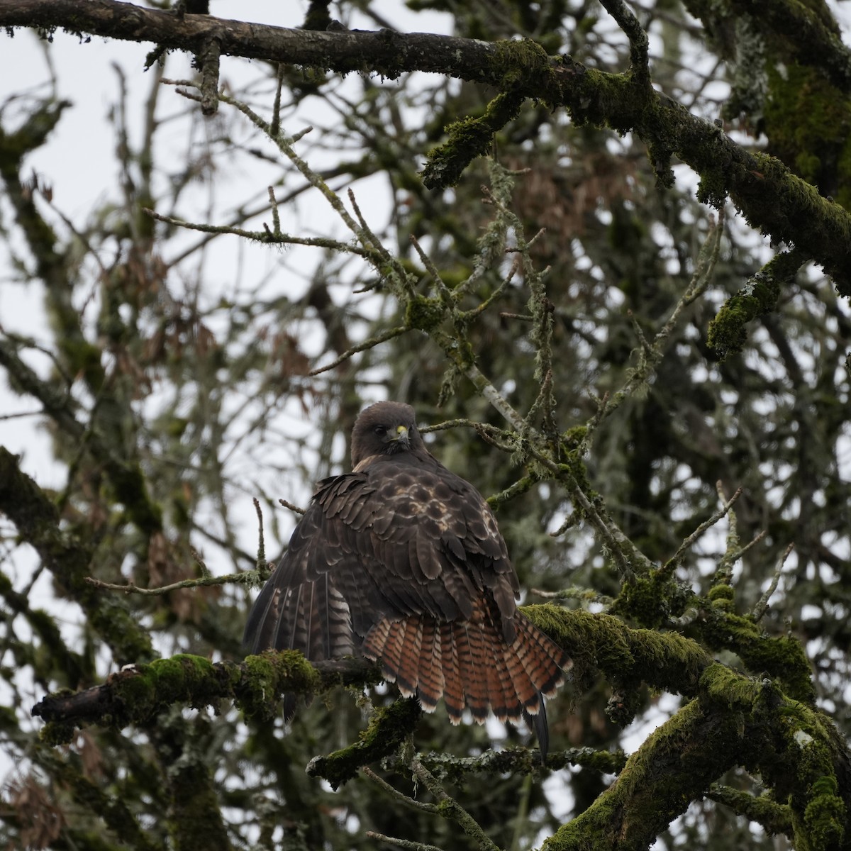Red-tailed Hawk - ML512277591