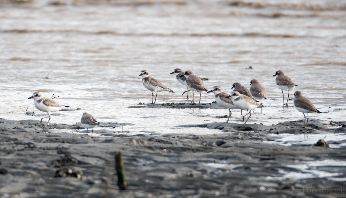 Siberian Sand-Plover - Forest Botial-Jarvis