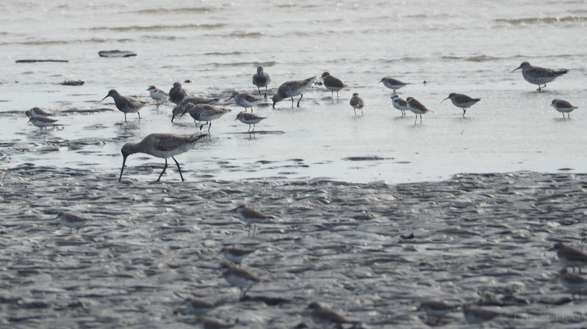 Great Knot - Forest Botial-Jarvis
