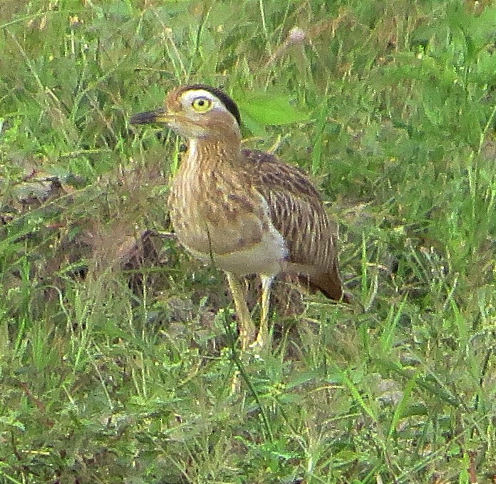 Double-striped Thick-knee - ML512281611