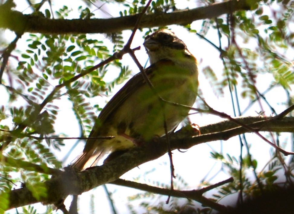 Rufous-collared Sparrow - ML512286791