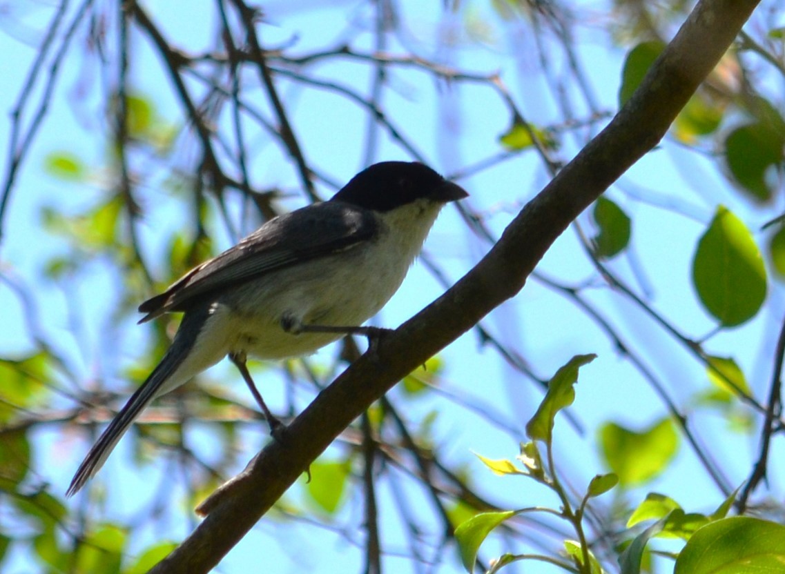 Black-capped Warbling Finch - ML512286881