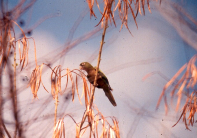 Olive-throated Parakeet - Pamela Hunt