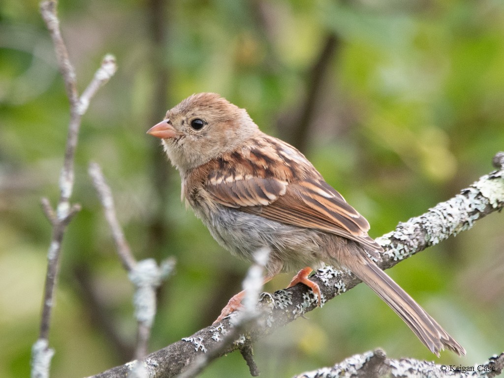 Field Sparrow - Keigan Case