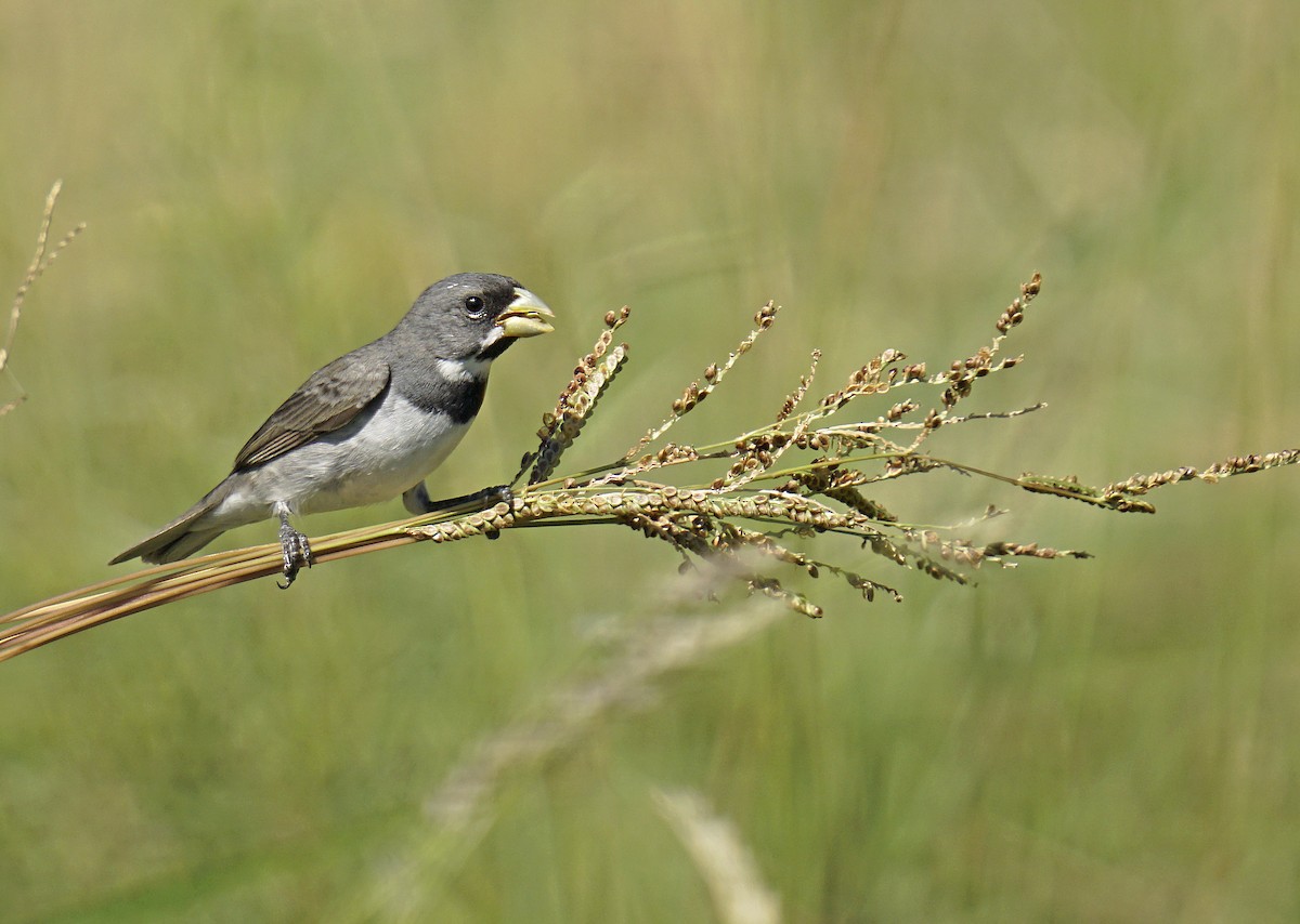 Double-collared Seedeater - Adrian Antunez
