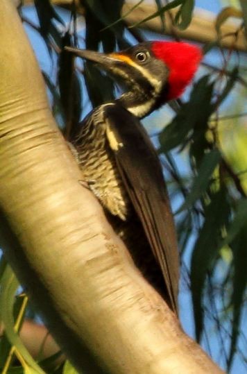 Lineated Woodpecker - Ricardo Mitidieri
