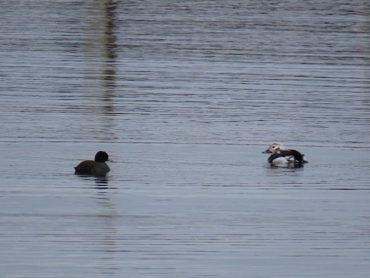 Long-tailed Duck - ML512305361