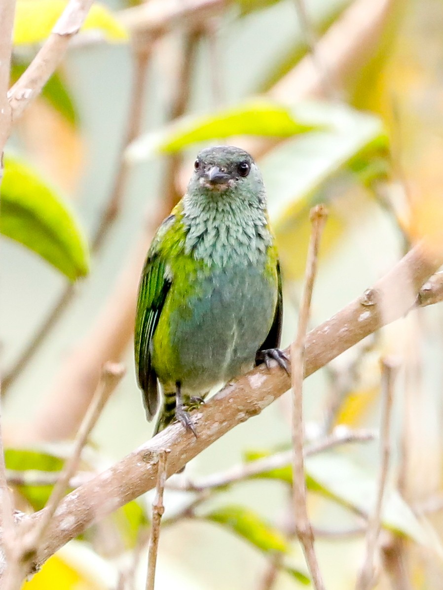 Black-capped Tanager - ML512306141