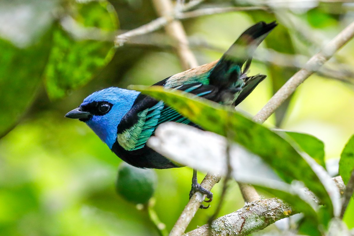 Blue-necked Tanager - ML512306181