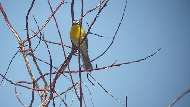 Yellow-breasted Chat - ML512308161