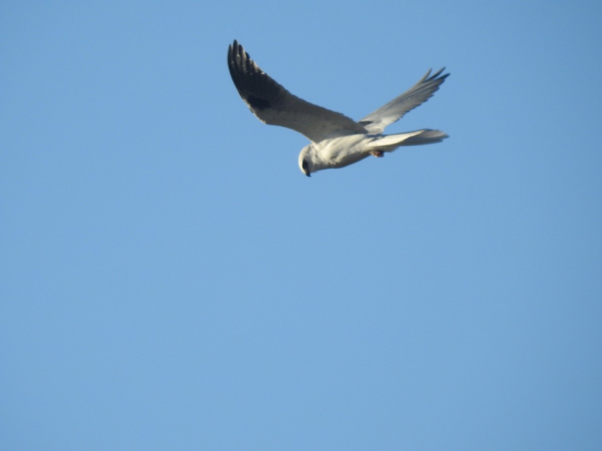 White-tailed Kite - ML512309711