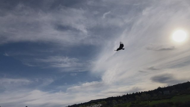 Condor de Californie - ML512316841