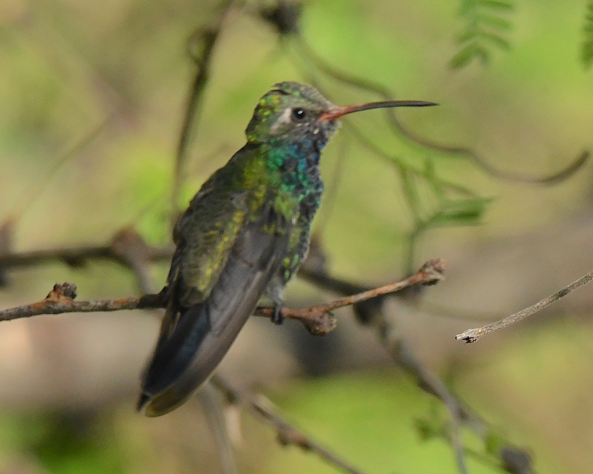 Broad-billed Hummingbird - ML512318651