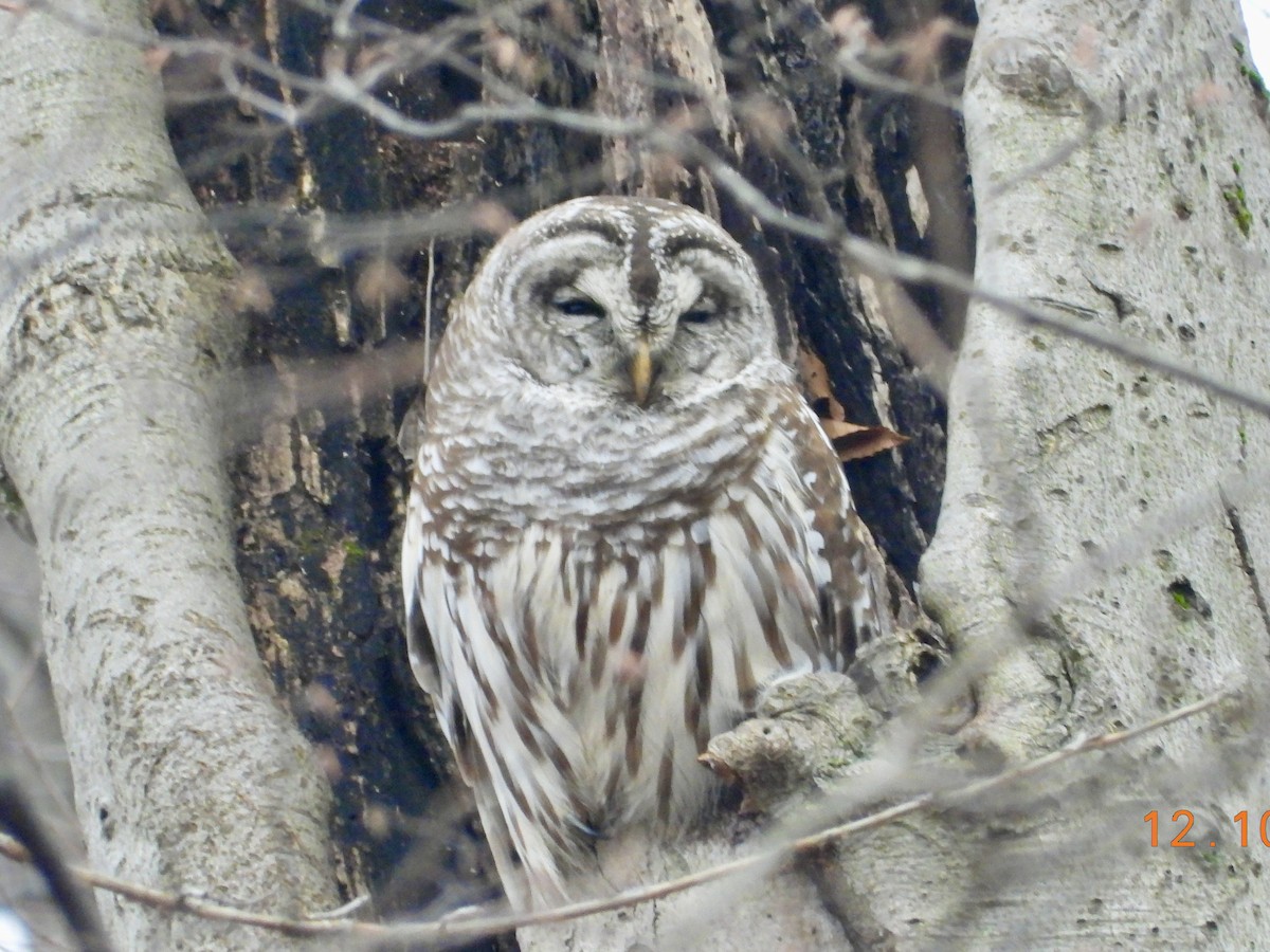 Barred Owl - ML512321301
