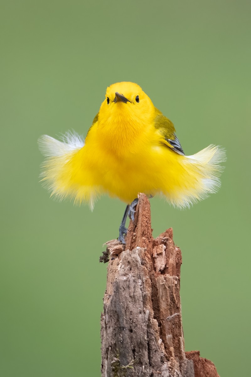 Prothonotary Warbler - ML512322641