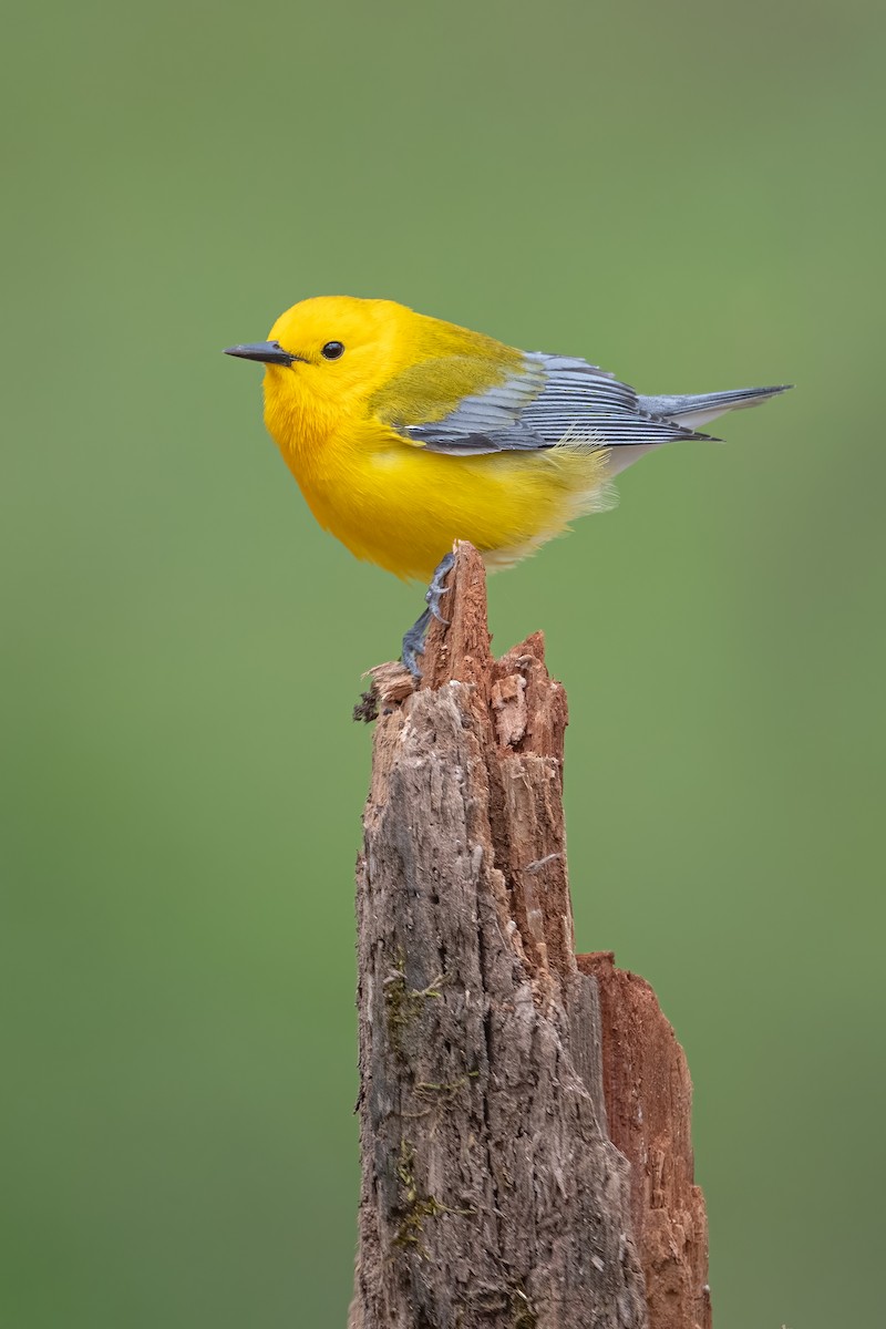 Prothonotary Warbler - ML512322661