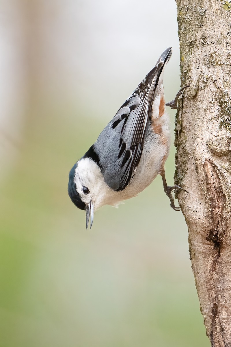 White-breasted Nuthatch - ML512323181