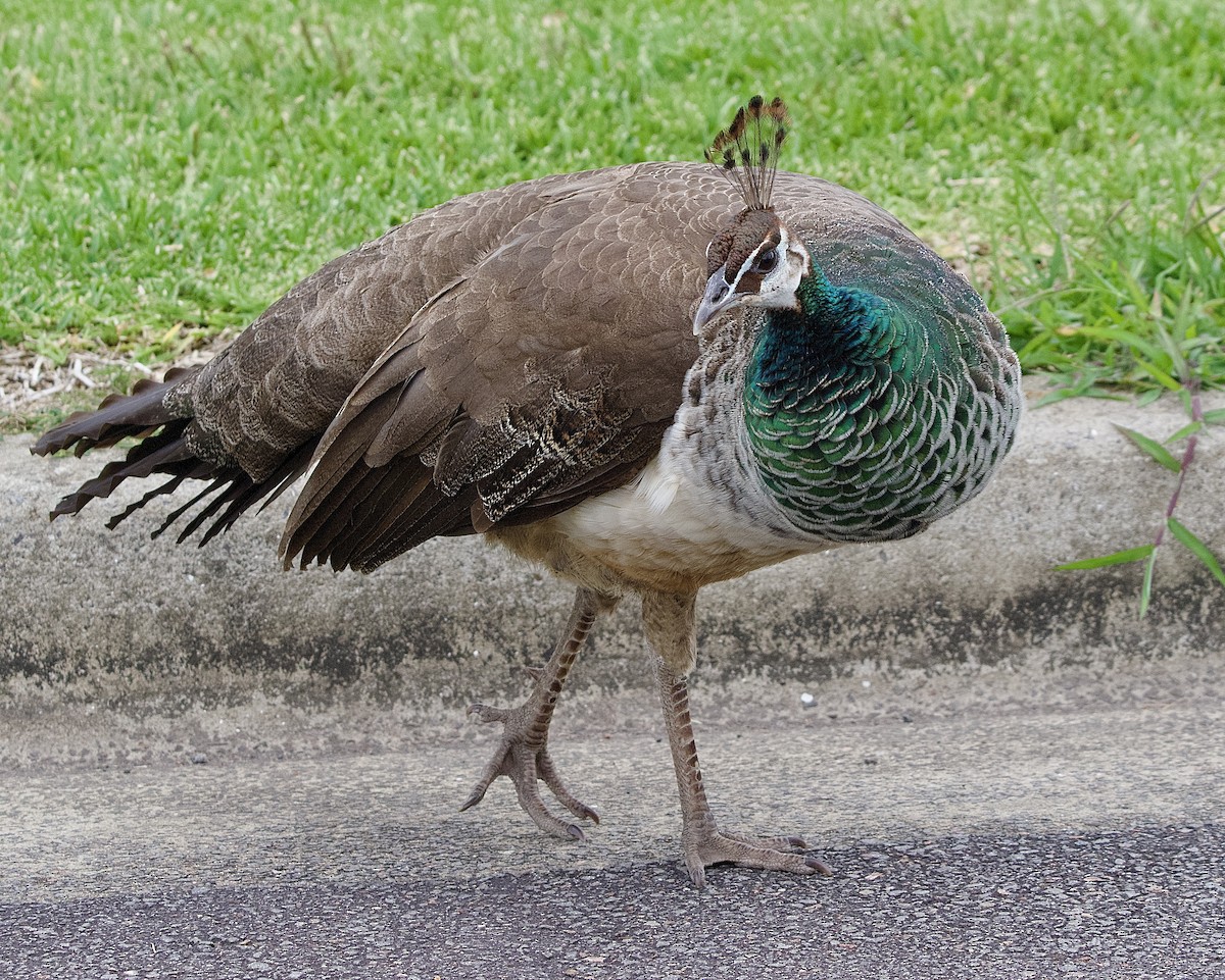 Indian Peafowl (Domestic type) - ML512323351