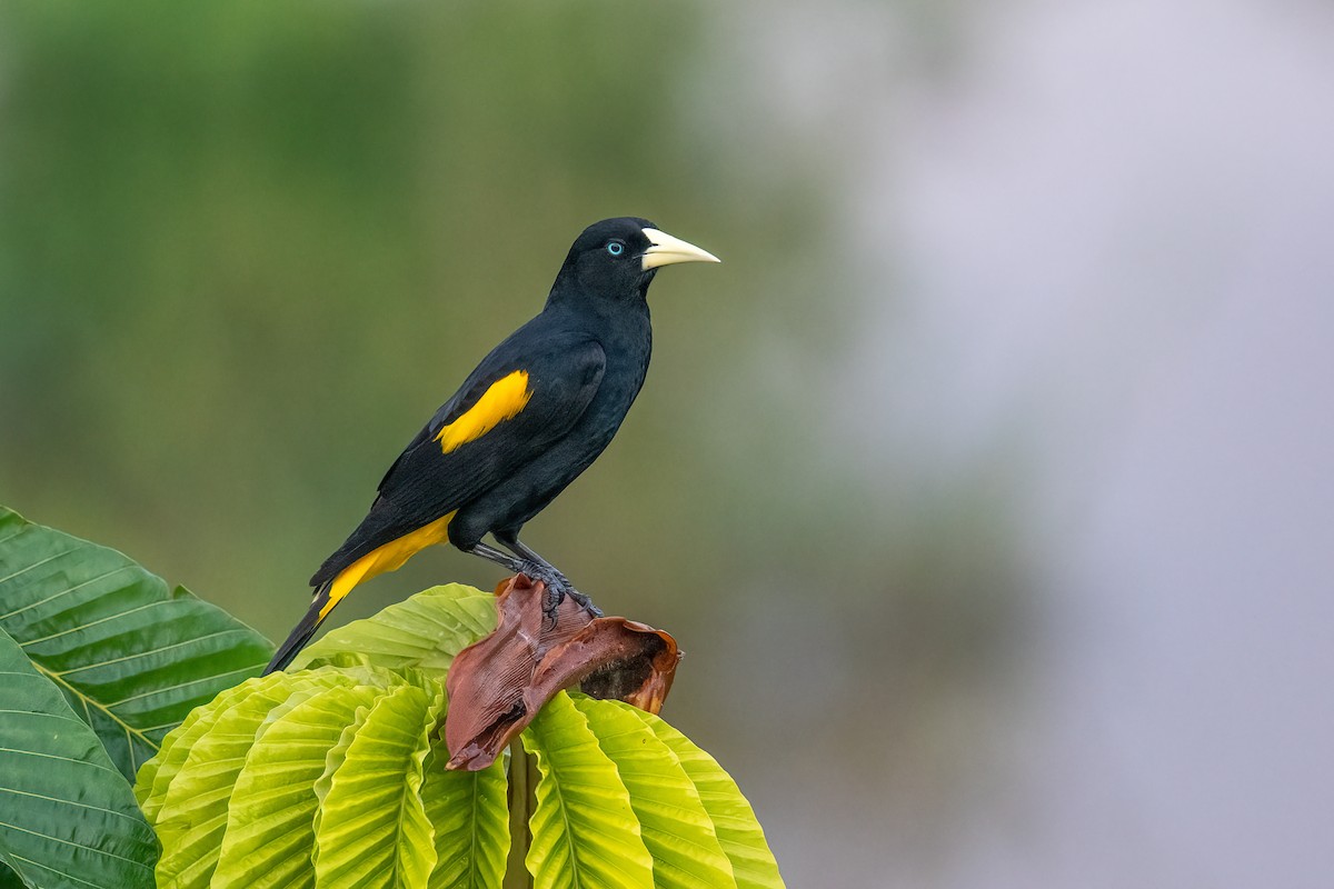 Yellow-rumped Cacique - Charlie Bostwick