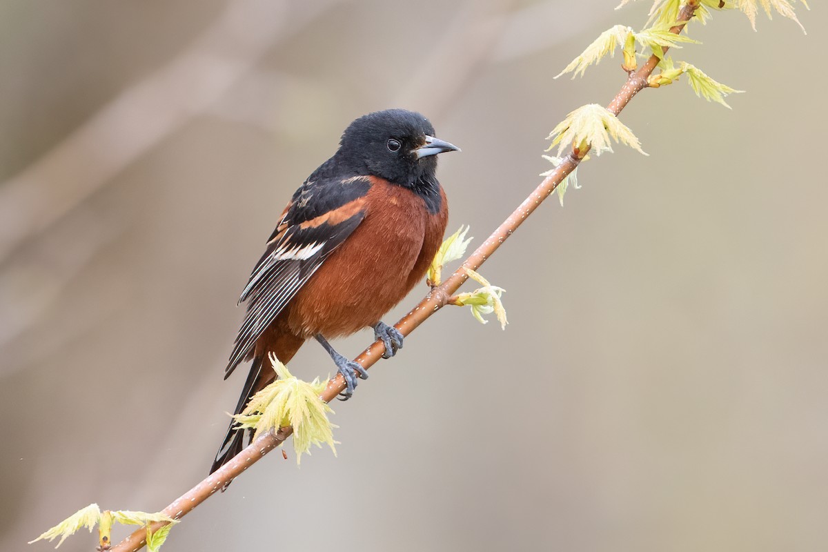 Orchard Oriole - ML512324111