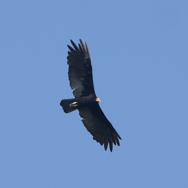 Greater Yellow-headed Vulture - ML512324951