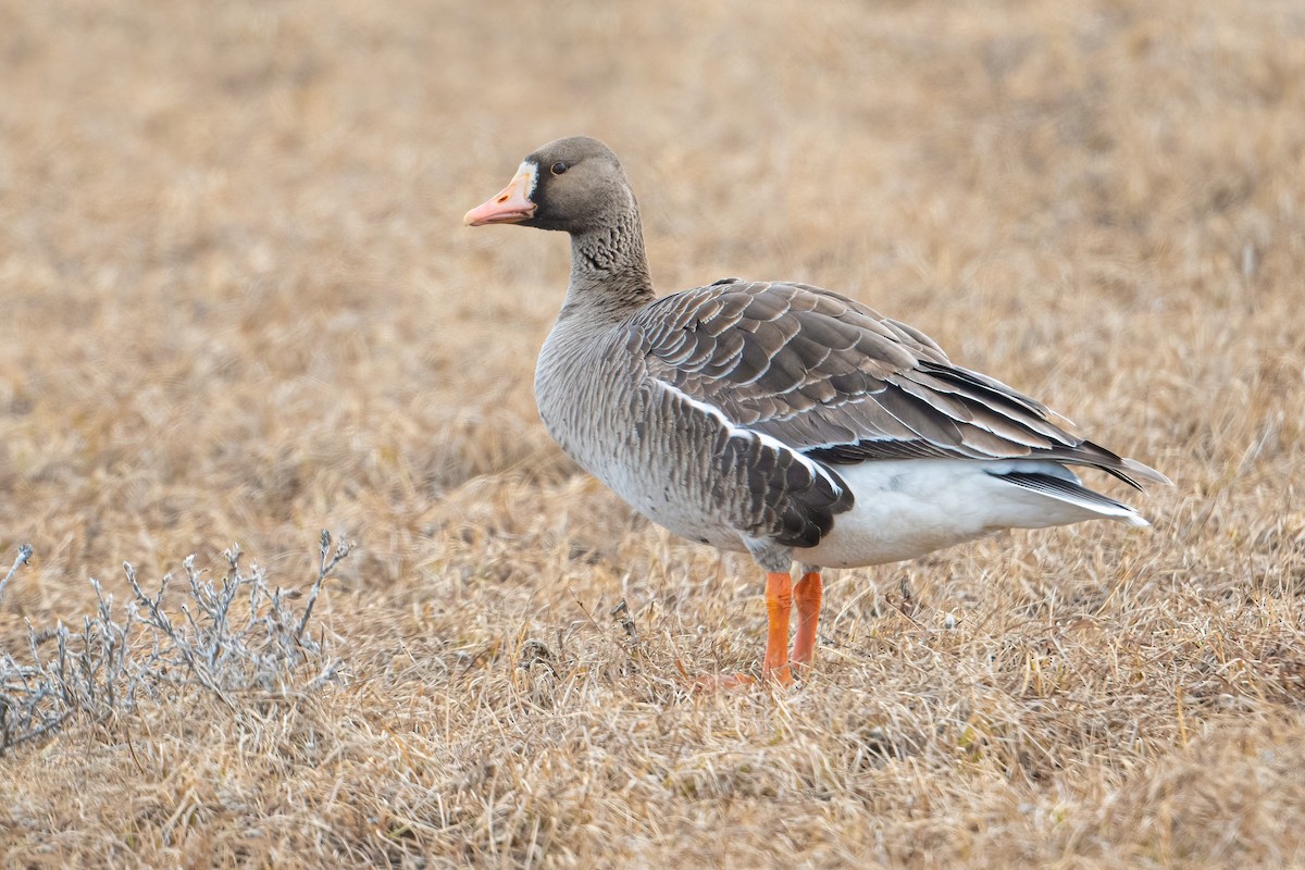 Greater White-fronted Goose - ML512331961