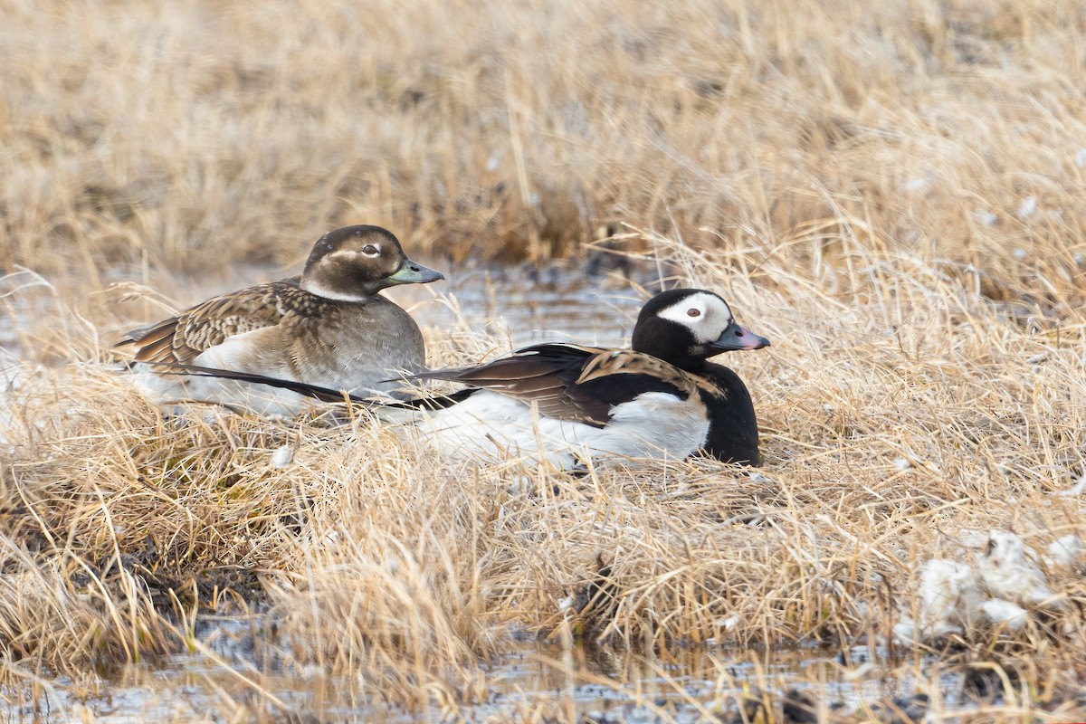 Long-tailed Duck - ML512331991