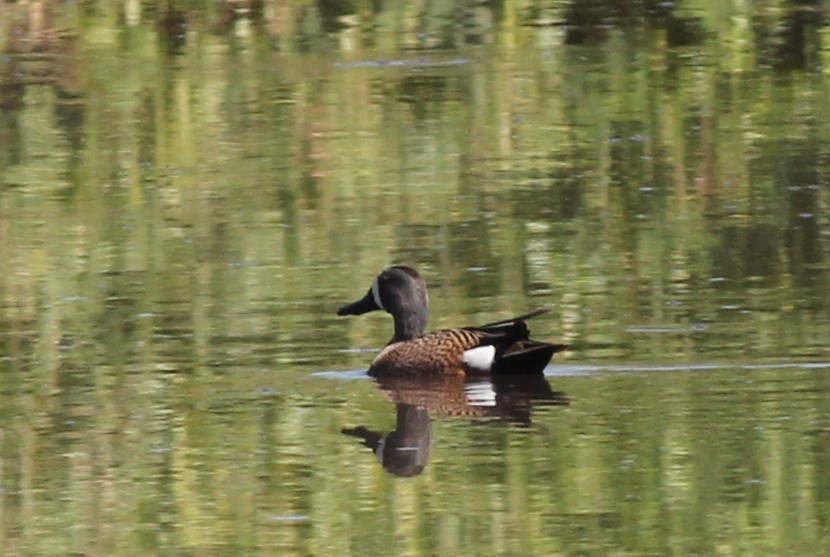 Blue-winged Teal - ML51233331