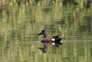 Blue-winged Teal, ML51233331