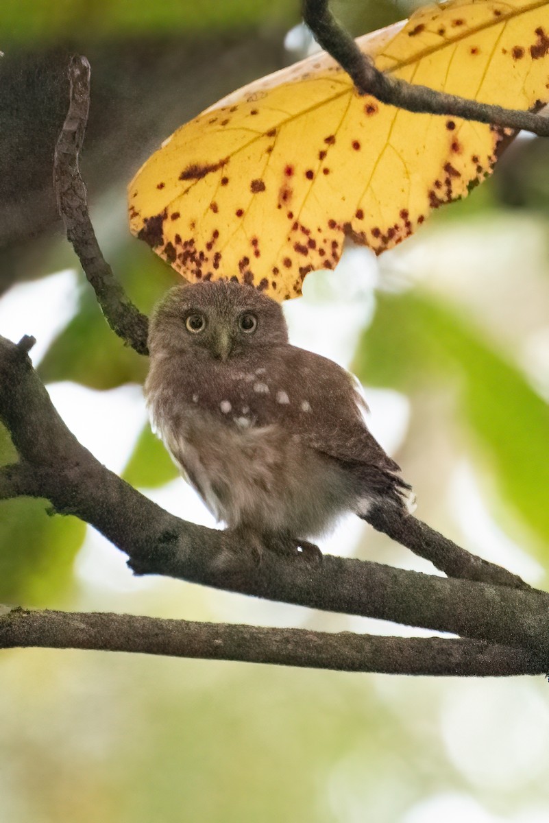 Ferruginous Pygmy-Owl - Mollie Ficker