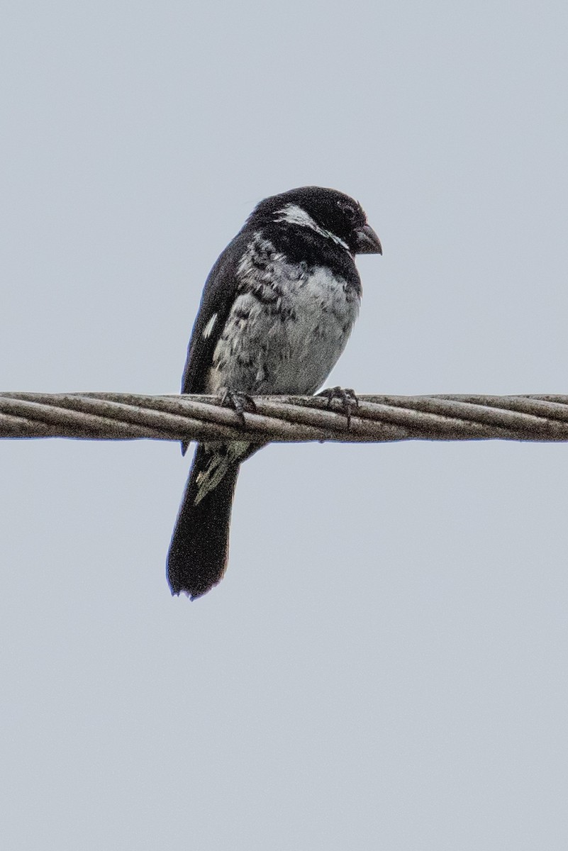 Variable Seedeater - ML512333841