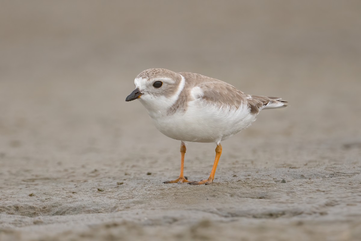 Piping Plover - ML512334541