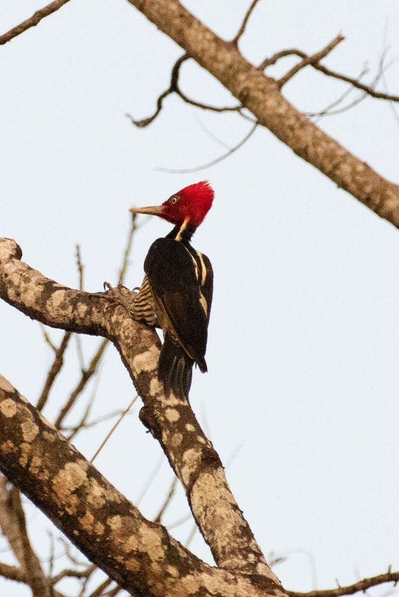 Pale-billed Woodpecker - ML512334751