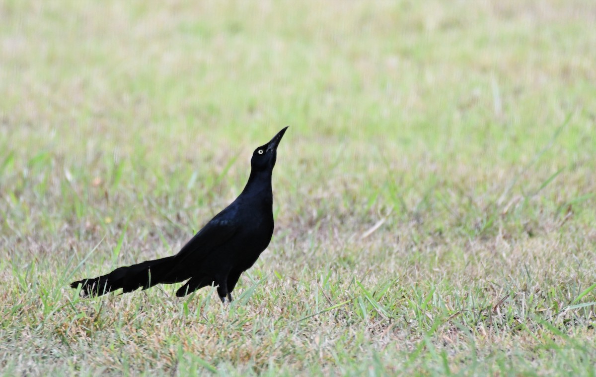 Great-tailed Grackle - ML512339351
