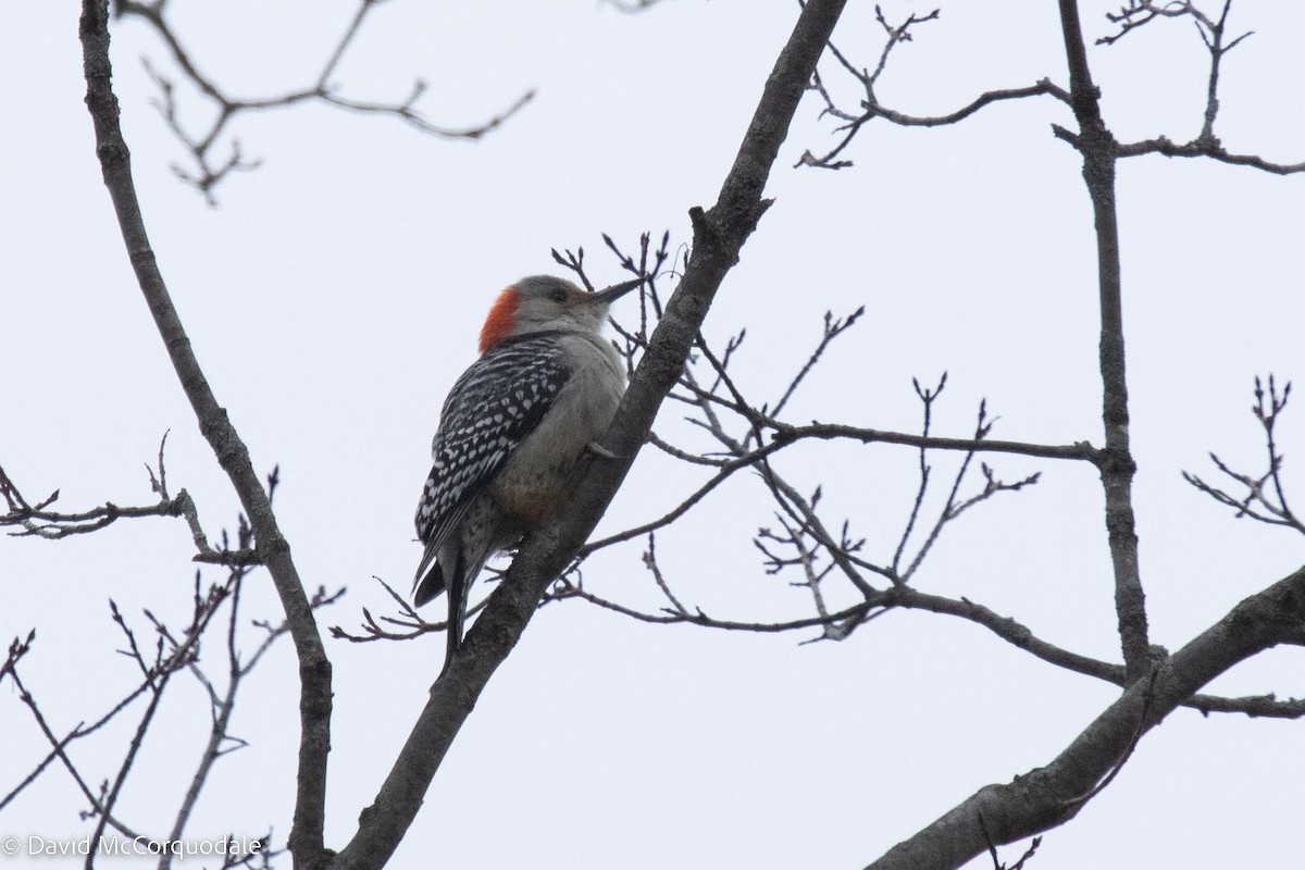 Red-bellied Woodpecker - David McCorquodale