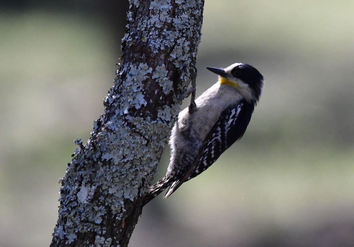 White-fronted Woodpecker - ML512347221