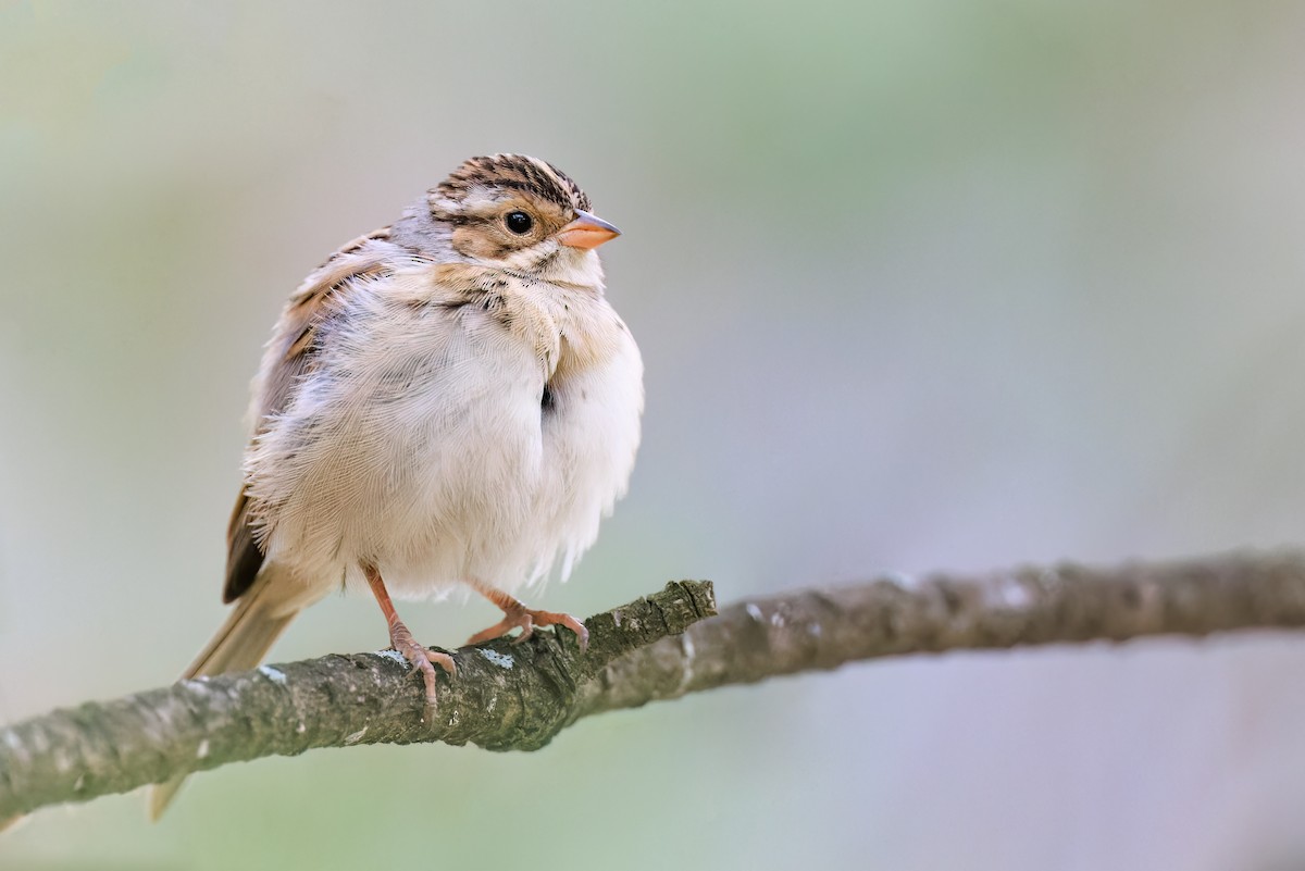 Clay-colored Sparrow - ML512347781