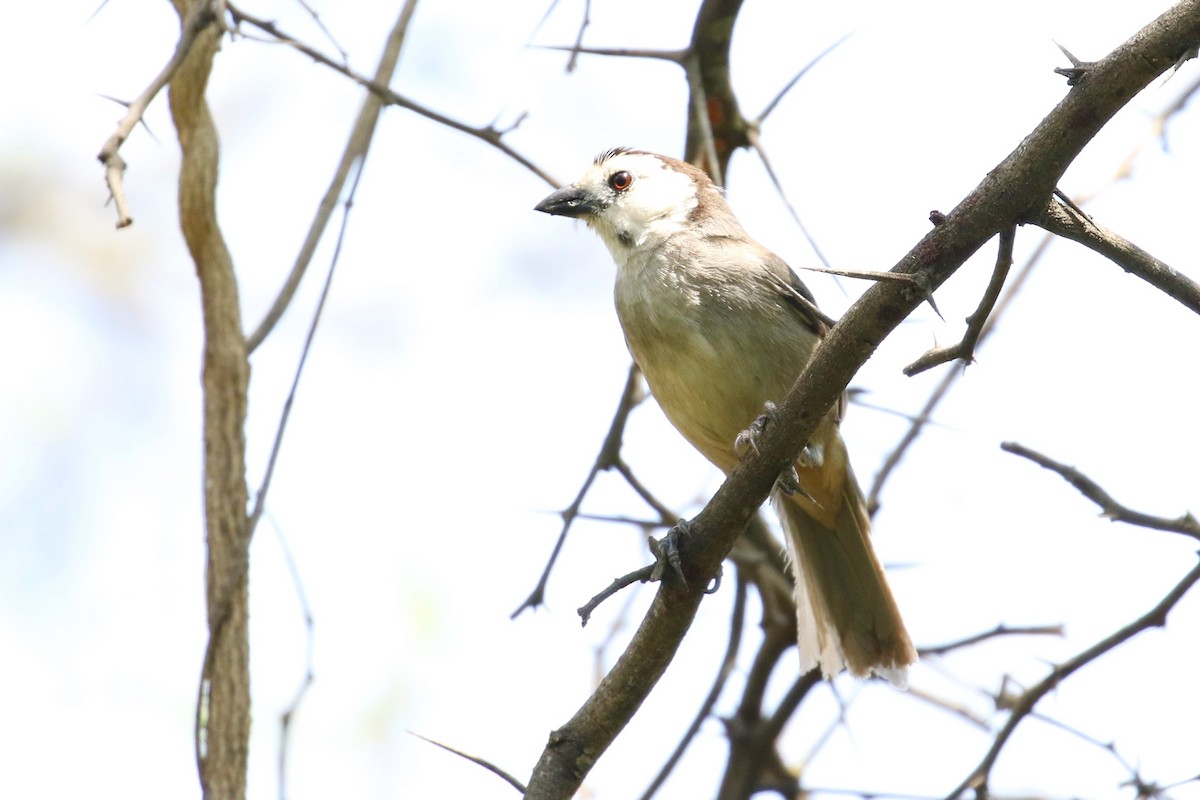 White-headed Brushfinch - David Ely